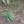 Close-up of Slender Woodoats