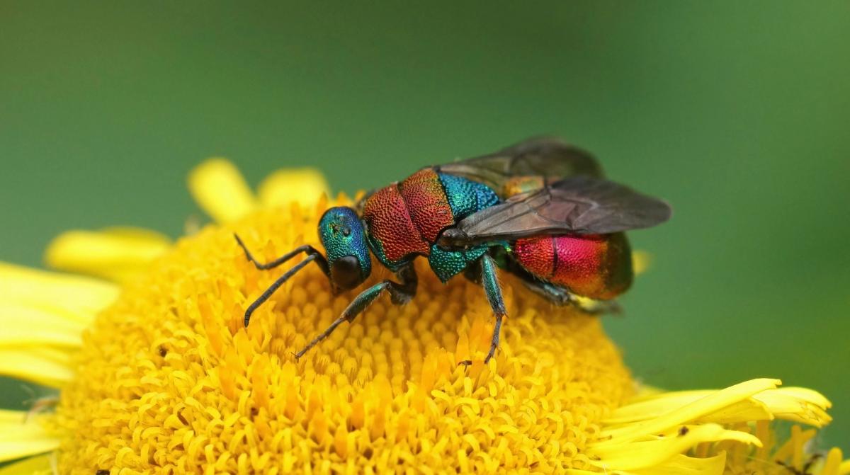Jewel Wasp on yellow flower