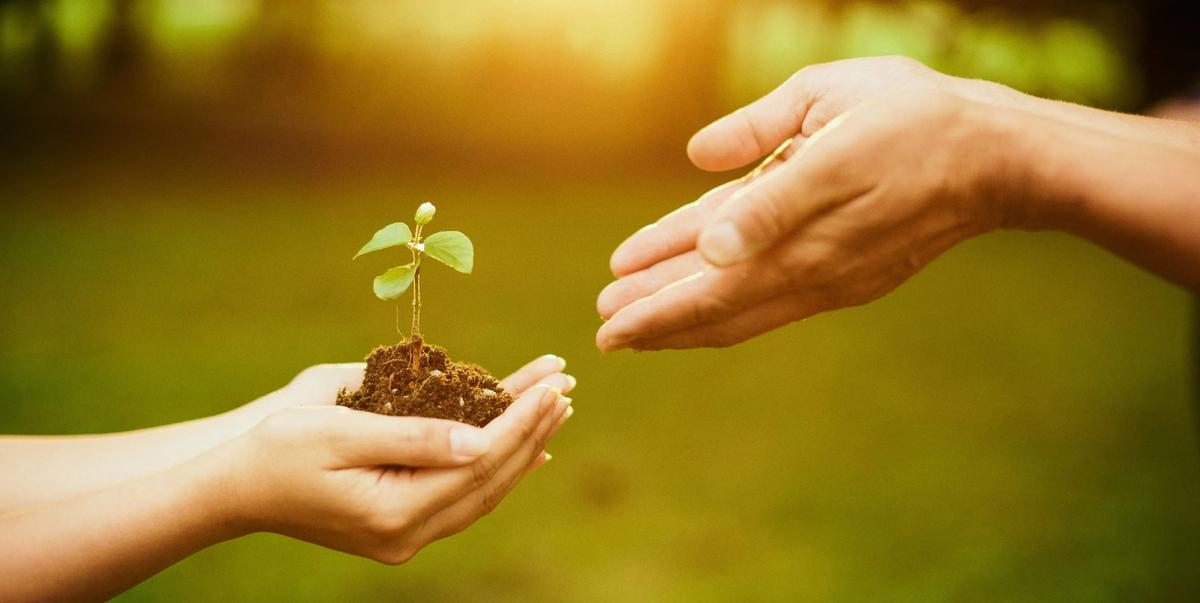 A person's small hands offering a small plant to larger hands
