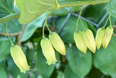 Close-up of Solomon's Seal