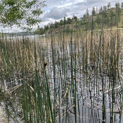 Close-up of Hardstem Bulrush
