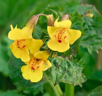 Close-up of Yellow Monkeyflower