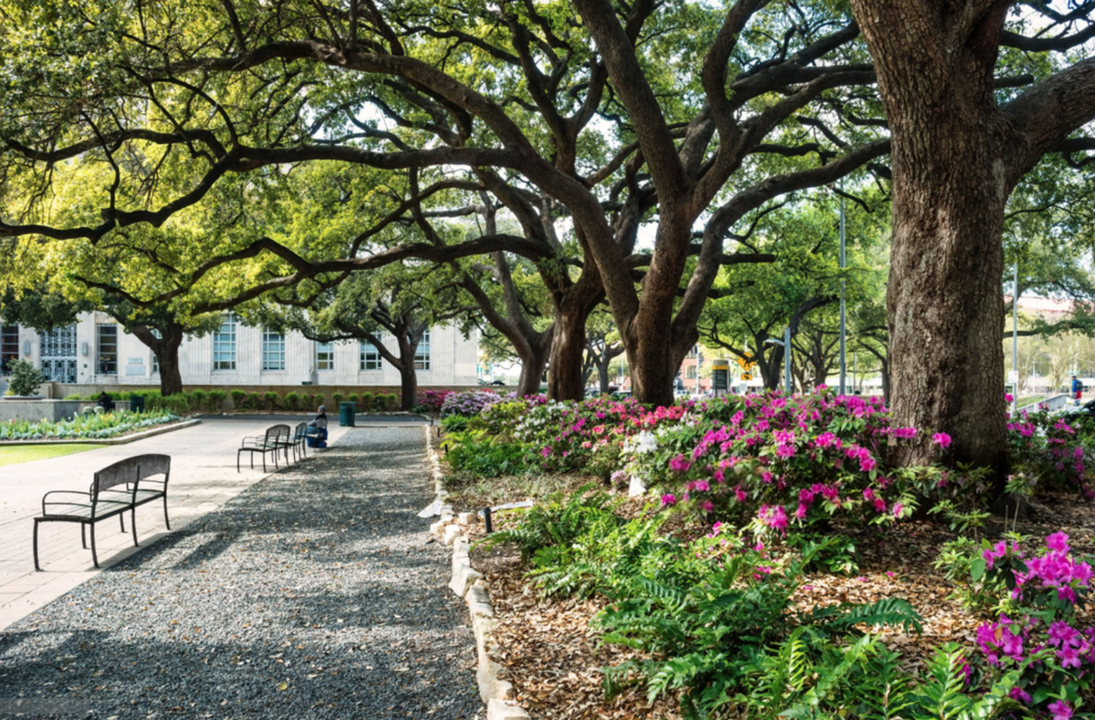 Drought tolerant native shade plants growing beneath a mature Texas live oak.