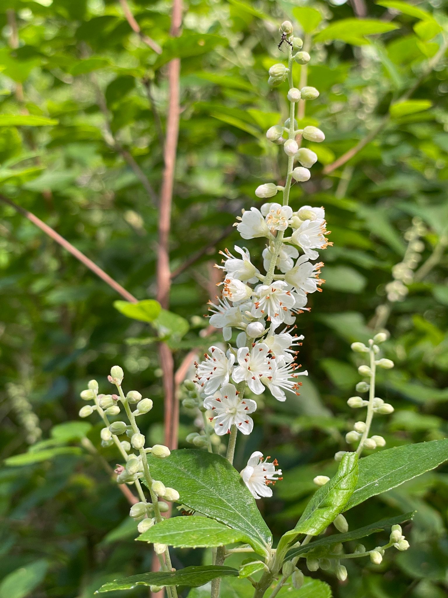 Close-up of Summersweet