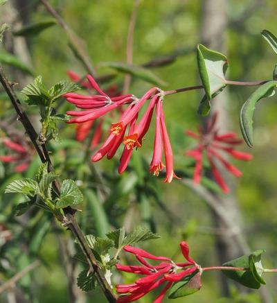Close-up of Coral Honeysuckle