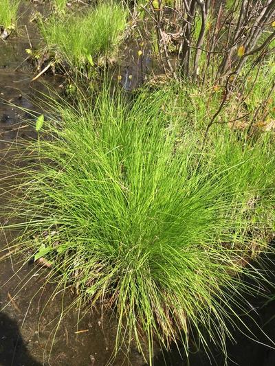 Close-up of Tussock Sedge