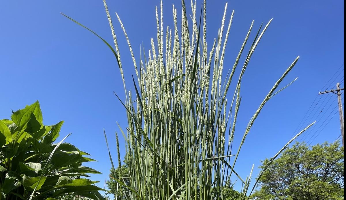 top of june grass with clear sky