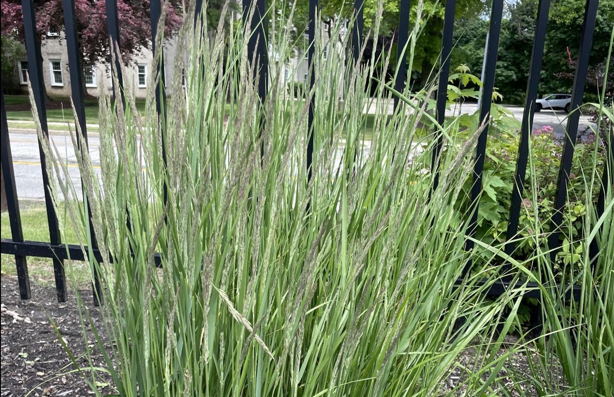 Prairie Junegrass in front of fence