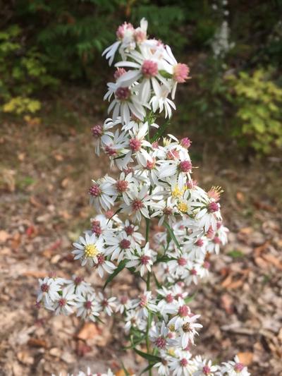 Close-up of Arrowleaf Aster