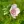 Close-up of Swamp Rose Mallow