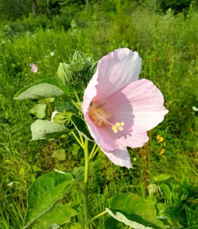 Close-up of Swamp Rose Mallow