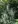 Close-up of Bottlebrush Grass