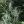 Close-up of Bottlebrush Grass