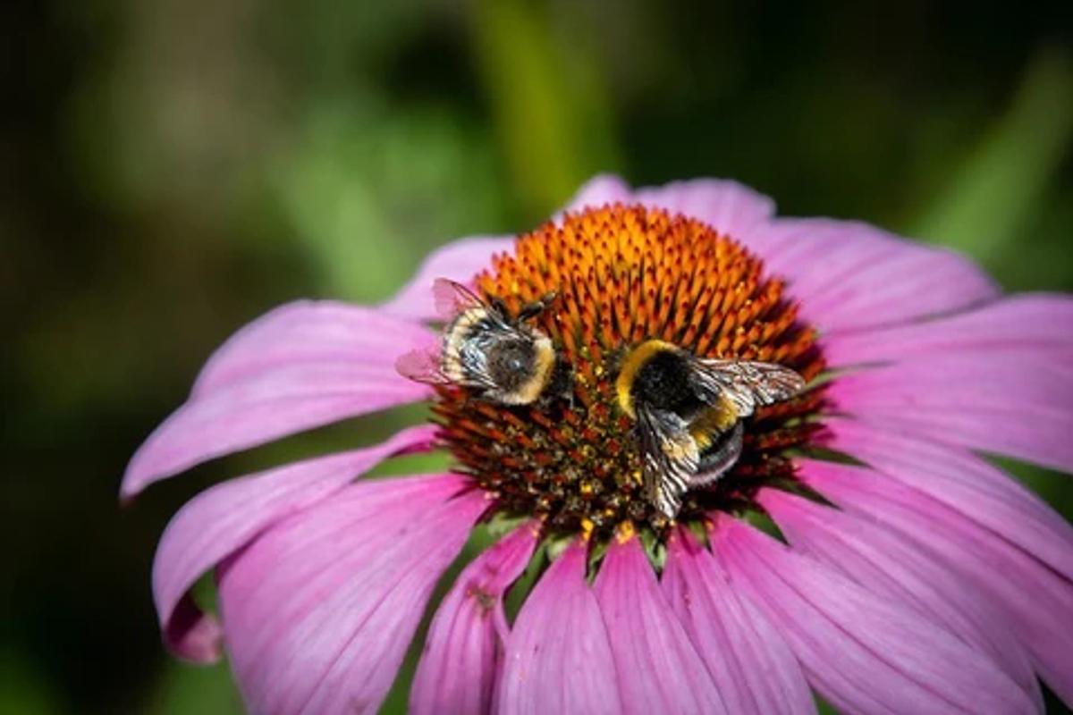 Bees on Coneflower