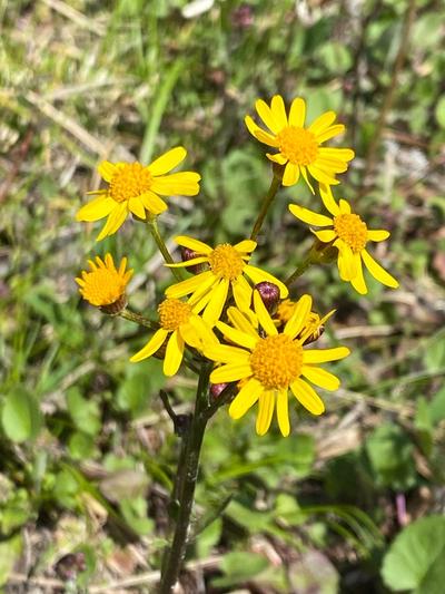 Close-up of Roundleaf Ragwort