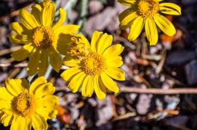 Close-up of Oregon Sunshine