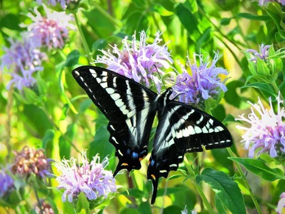 Tiger swallowtail on flower