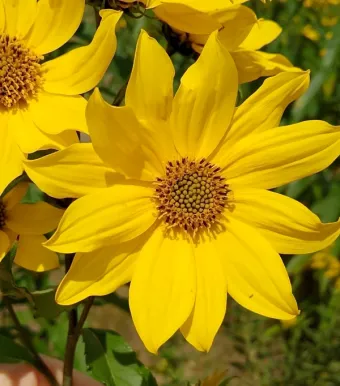beautiful yellow giant sunflower in a garden setting