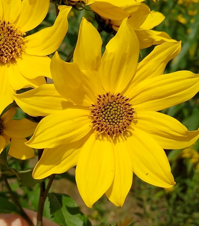 beautiful yellow giant sunflower in a garden setting