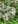 Close-up of Common Boneset