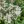Close-up of Common Boneset