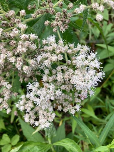 Close-up of Common Boneset