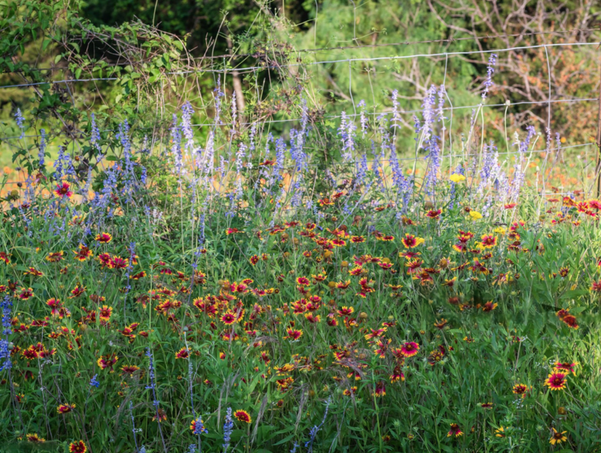 Flowering drought-tolerant plants for Texas arranged in a sunny native garden.