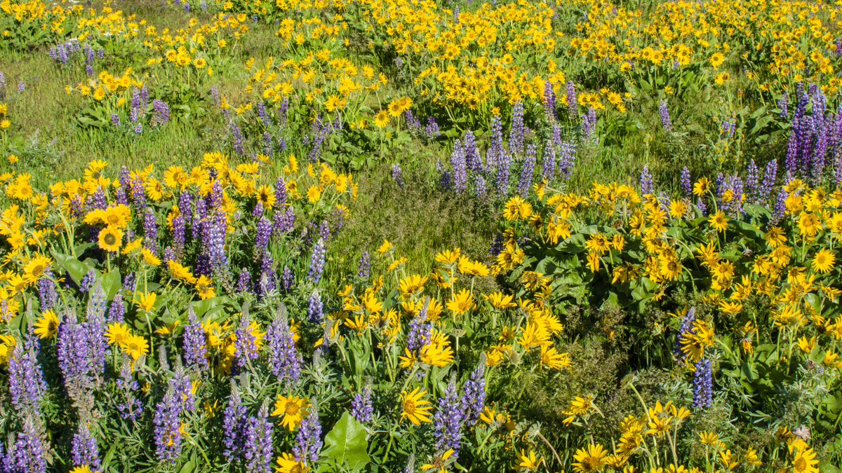 flowers in field