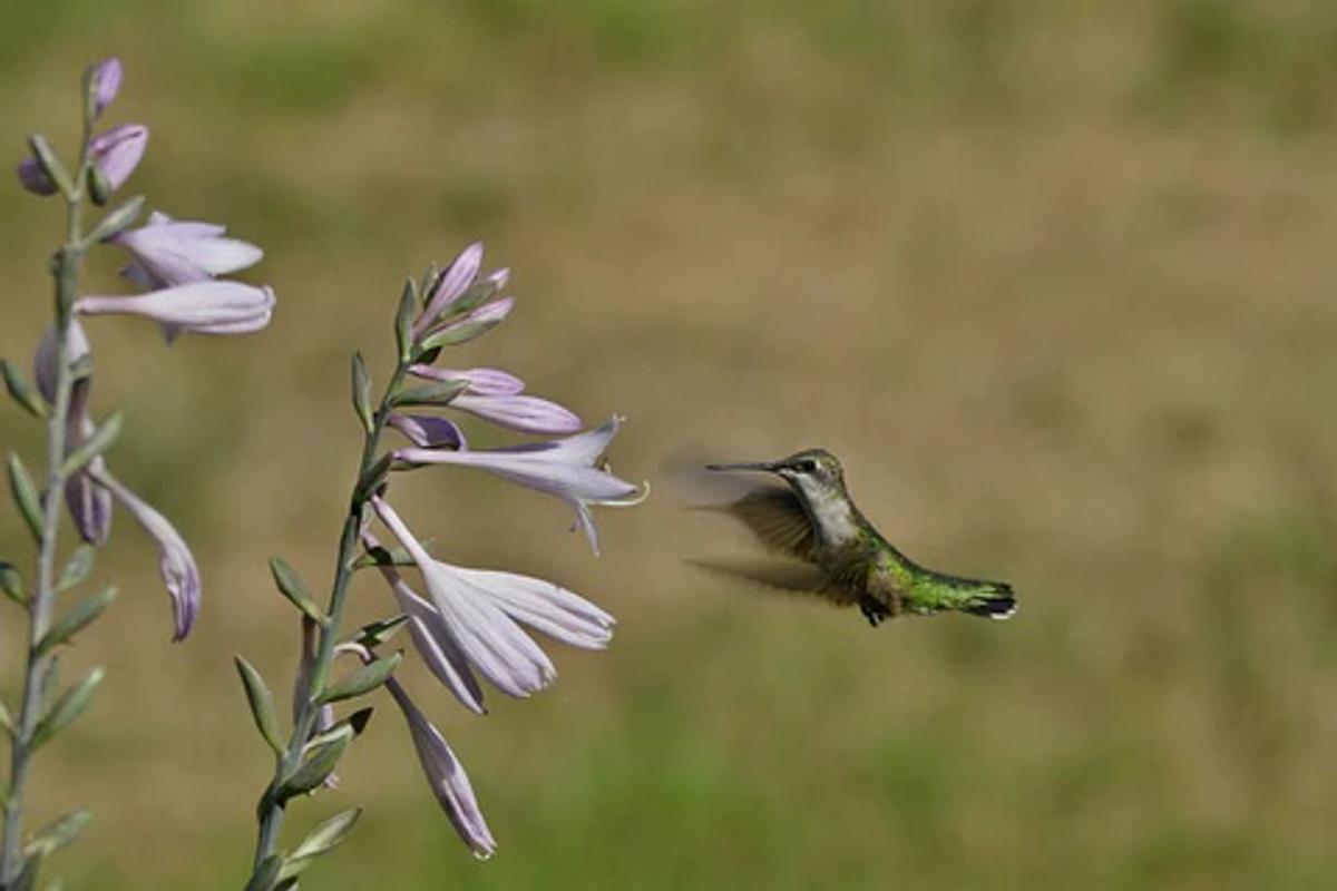 hummingbird visiting penstemon flowers