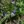 Close-up of Prairie Spiderwort