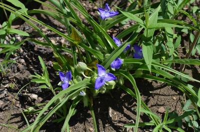 Close-up of Prairie Spiderwort