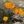 Close-up of California Poppy