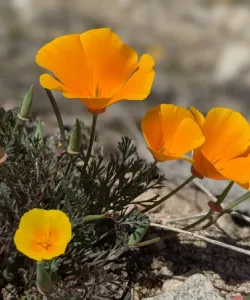 Close-up of California Poppy