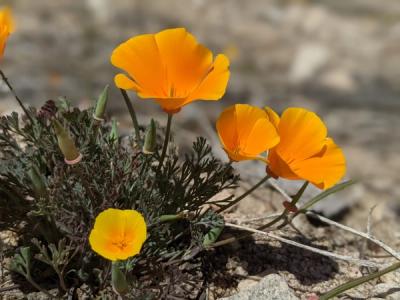 Close-up of California Poppy