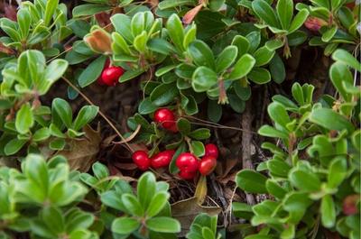 Close-up of Bearberry