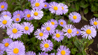 Purple aster flowers
