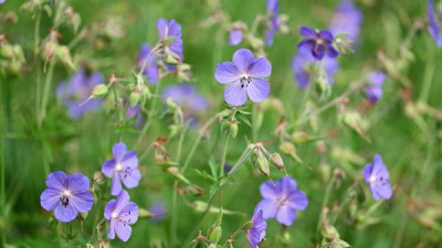 wild geranium