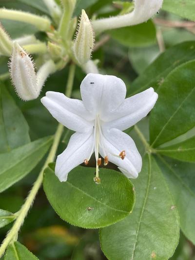 Close-up of Swamp Azalea