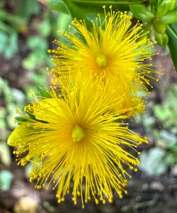 Close-up of Shrubby St. John's Wort