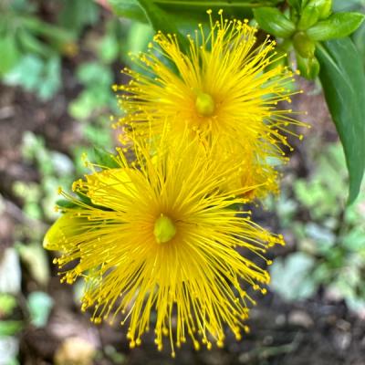 Close-up of Shrubby St. John's Wort