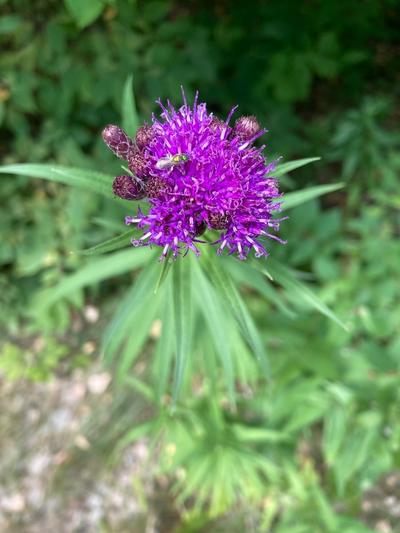 Close-up of Common Ironweed