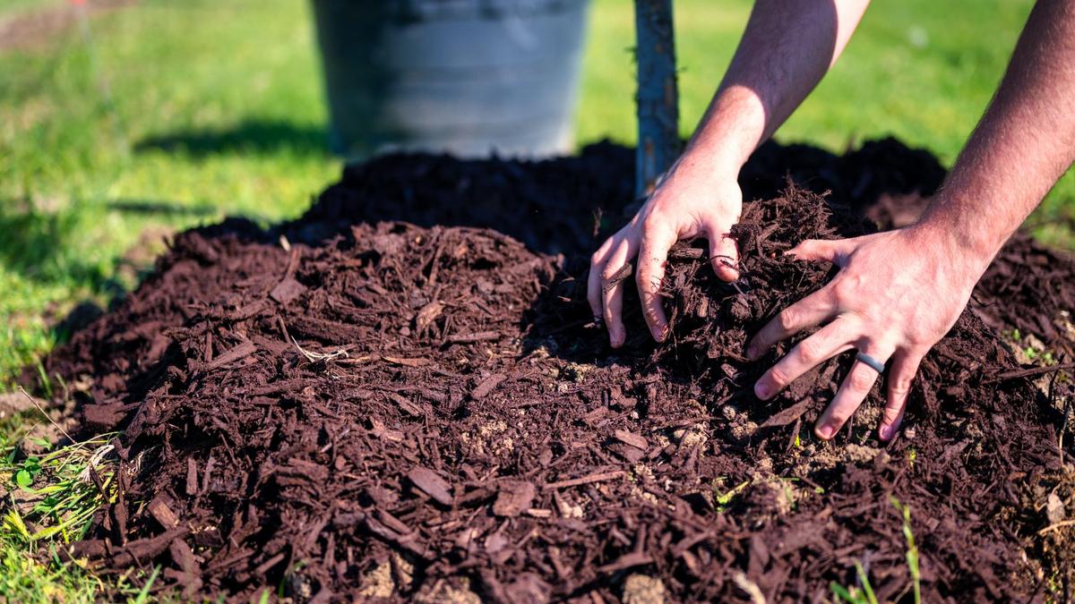 Mulch, not fertilizer is ideal for a California gardening bed to help plants get established.