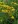 Close-up of Grass-Leaved Goldenrod