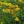 Close-up of Grass-Leaved Goldenrod