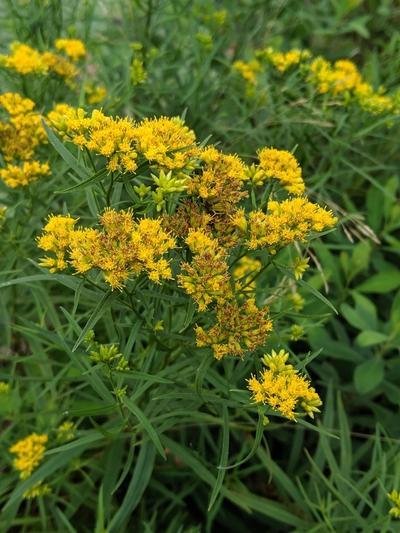 Close-up of Grass-Leaved Goldenrod