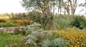 yard with native flowers