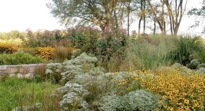 yard with native flowers