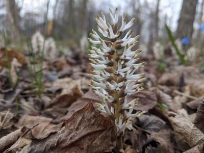 Close-up of Allegheny Pachysandra
