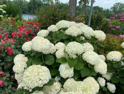 Close-up of Incrediball Storm Proof™ Smooth Hydrangea
