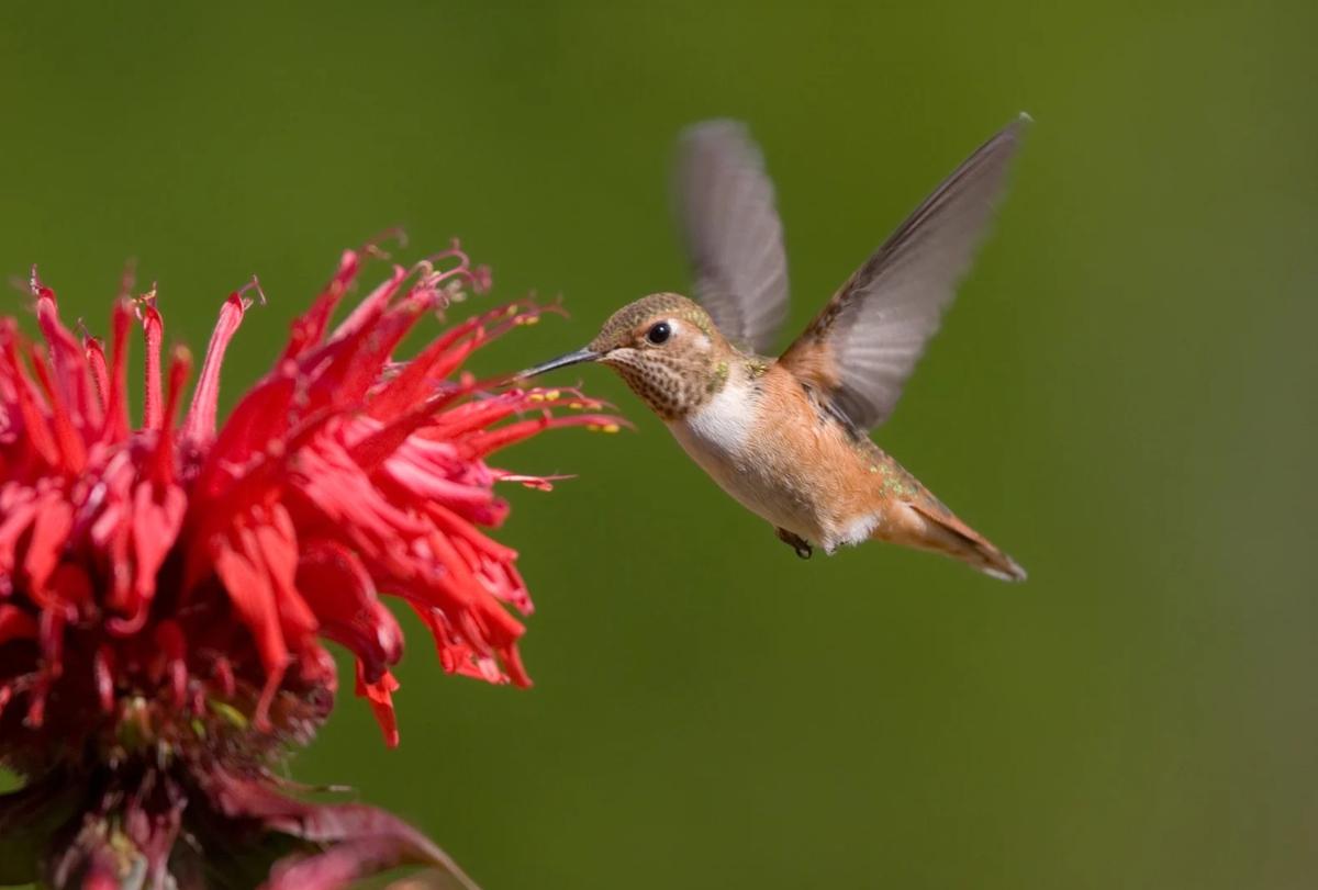 hummingbird visiting monarda flowers